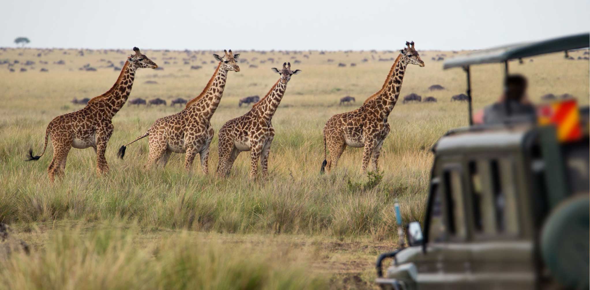 Affordable Tanzania Safaris