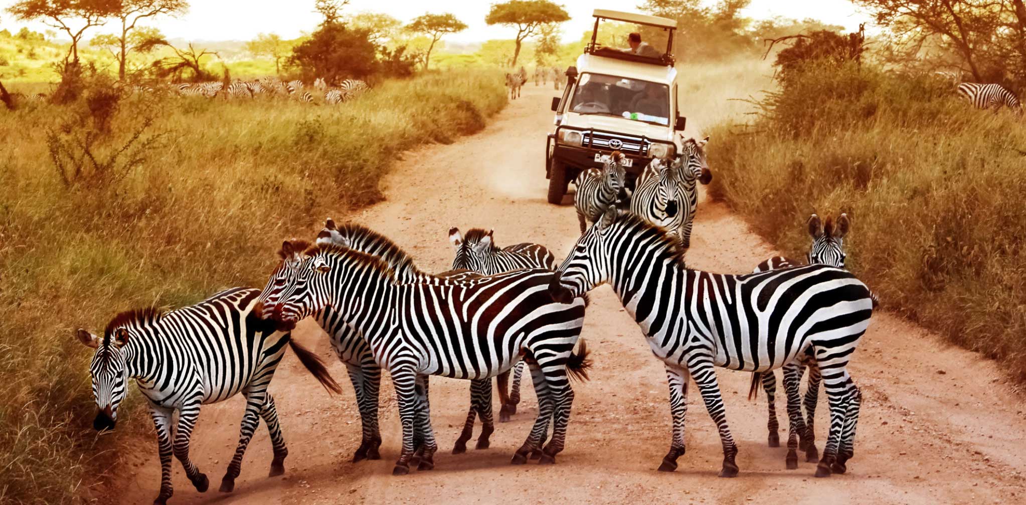 North Tanzania Safari Package