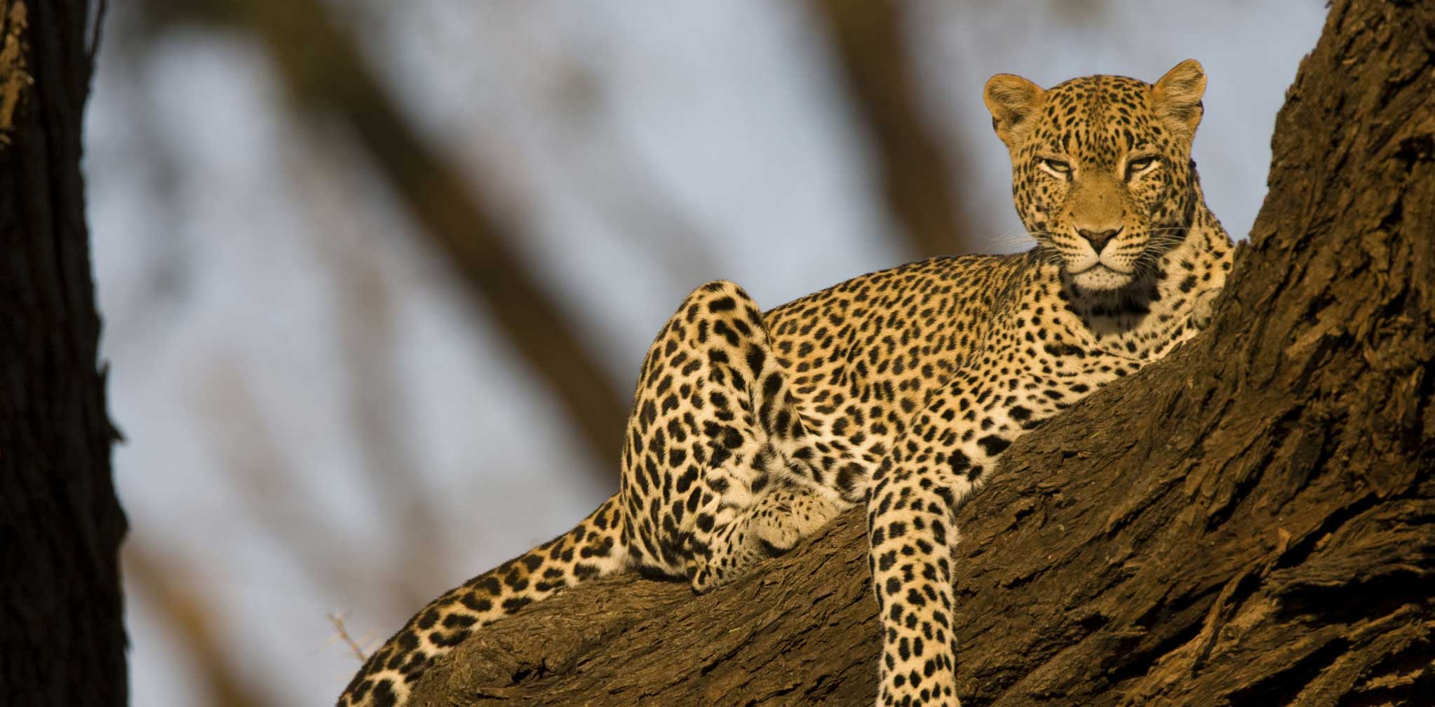 Selous and Mikumi Safari