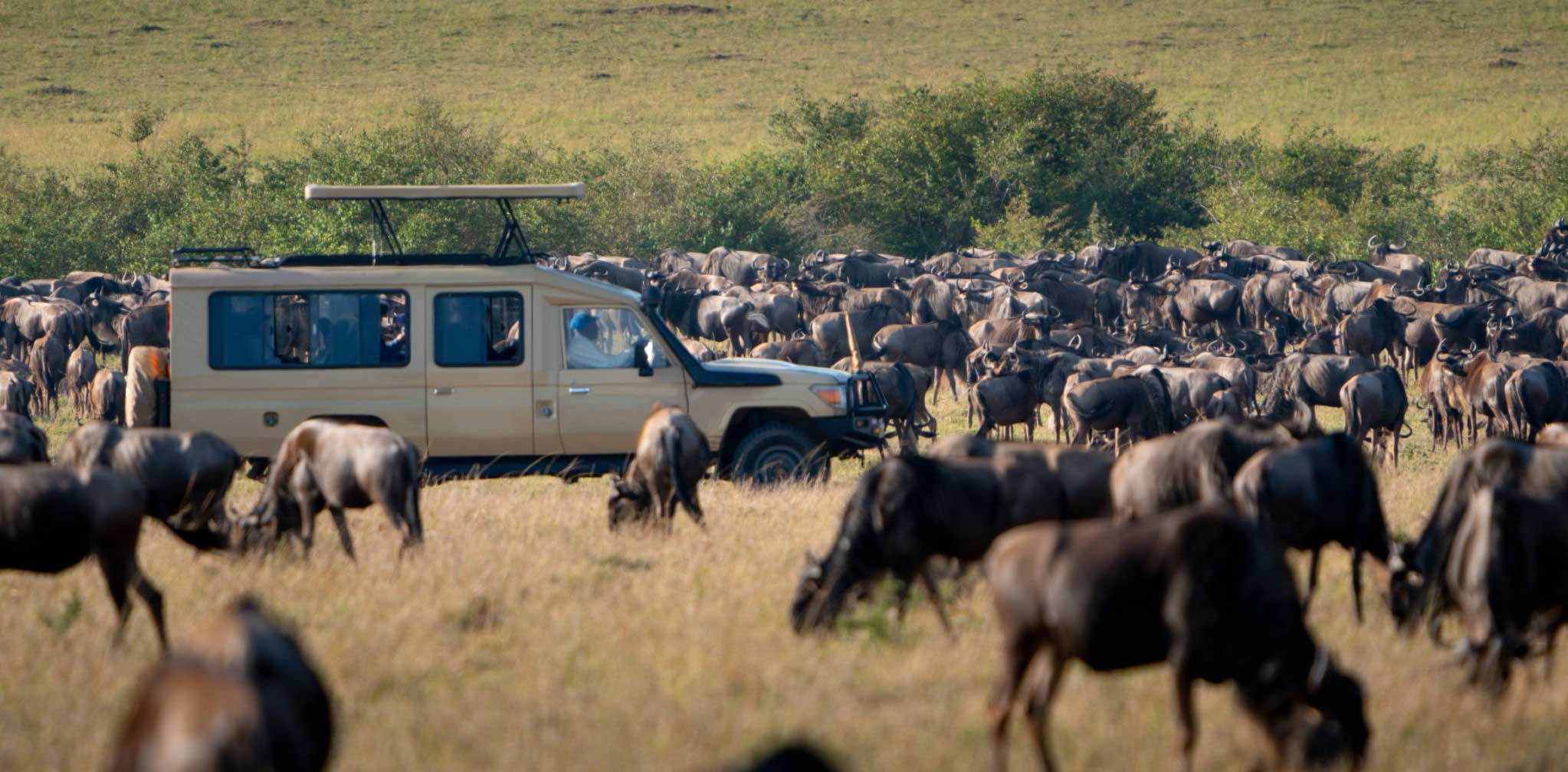 Wildebeest Migration Safari in Ndutu (NCAA)