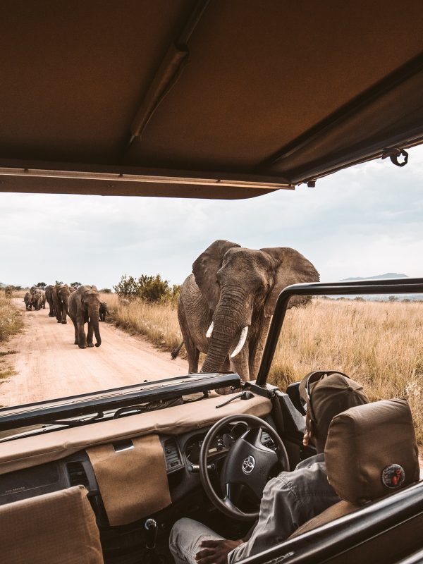 Tanzania Safaris